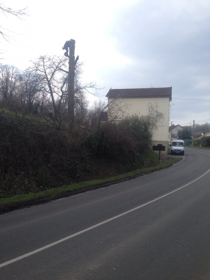 abattage d'un chêne par démontage