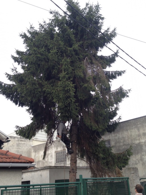 abattage d'un sapin par démontage