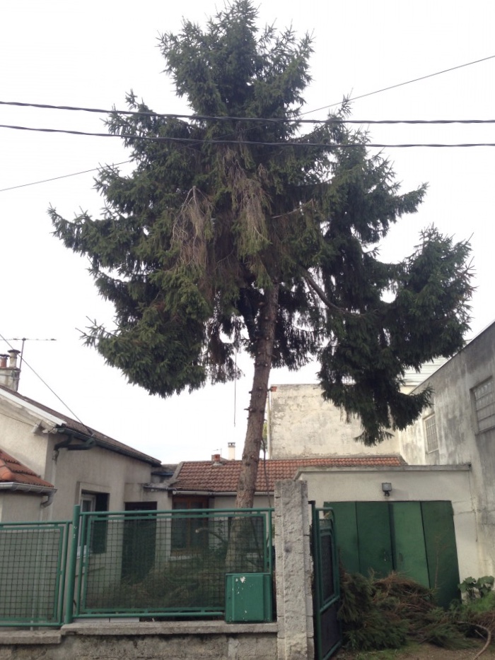 abattage d'un sapin par démontage