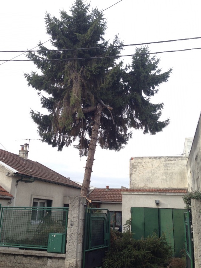 abattage d'un sapin par démontage