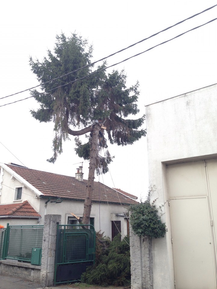 abattage d'un sapin par démontage