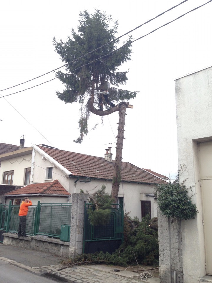 abattage d'un sapin par démontage