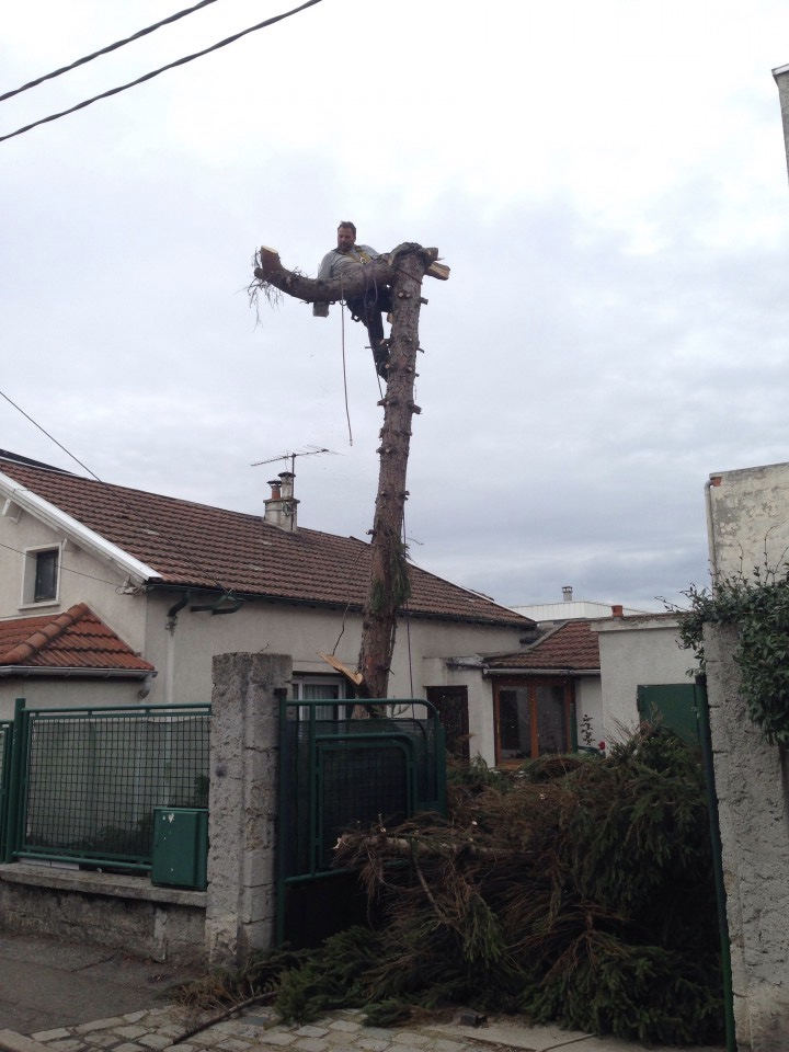 abattage d'un sapin par démontage