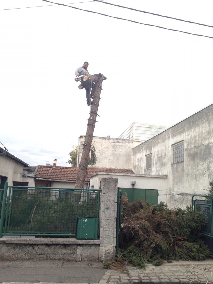 abattage d'un sapin par démontage