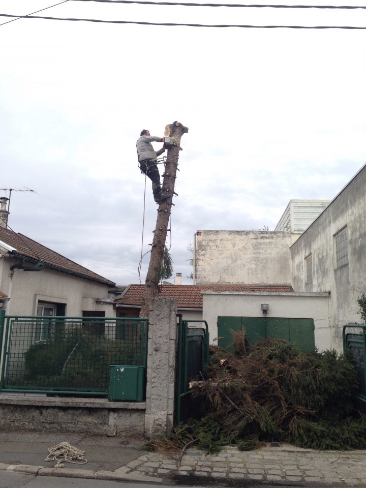 abattage d'un sapin par démontage